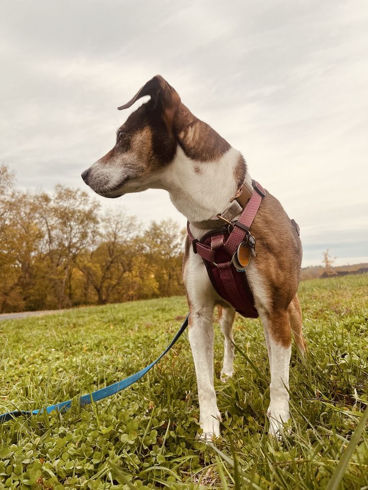 Bluegrass Pet Chalet - pet boarding facility in Lexington, KY