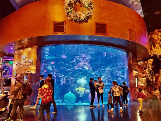 The Aquarium at Silverton Casino by null