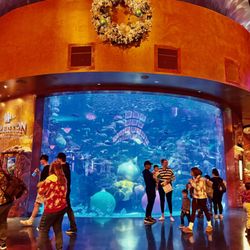 The Aquarium at Silverton Casino - Aquarium
