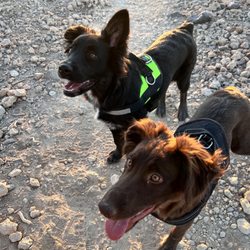 Confident Canines - Sage and Willow