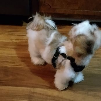 Molly’s Pampered Paws - Pet Groomers Near Me - Smithville, Tennessee