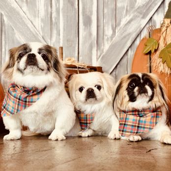 A Clip Above - At A Clip Above, elegance is effortless, kindness is our craft, and every groom is a reflection of refined care and timeless style. - Pet Groomers Near Me - Centennial, Colorado