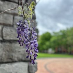 Franklin Square - Wisteria