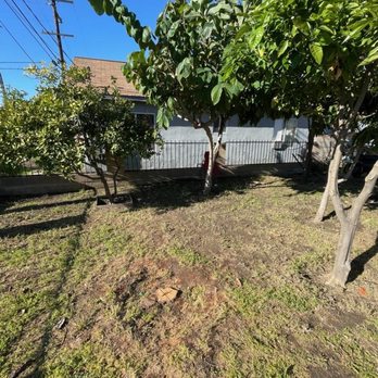 Green Heroes Landscape - After our hero arrived. Flush cut 3 trees, and cleaned up the yard! - Landscaping Near Me - Santa Ana, California