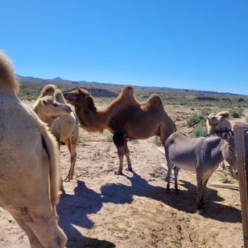 Camel Safari - Zoos Near Me - Bunkerville, Nevada