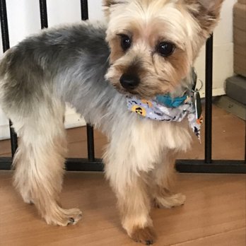 Bone Appétit Barkery and Spa - Pet Groomers Near Me - Kearny, New Jersey