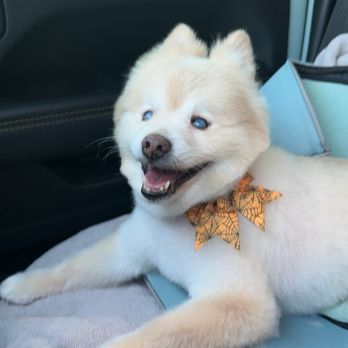Paws Appeal Grooming - Pet Groomers Near Me - Lake Elsinore, California