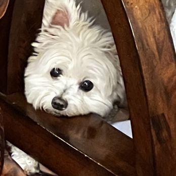 Top Dog - Dog - Pet Groomers Near Me Top Dog - Dog - Pet Groomers Near Me