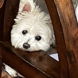 Top Dog - Dog