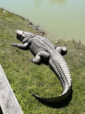 Gator Country by null