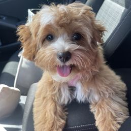 Nala Nala