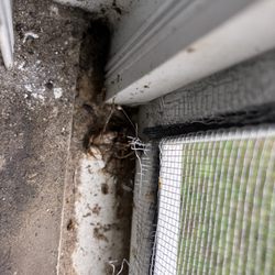 Open House Texas Property Management - Filthy windows ... they all look like this.