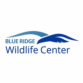 Blue Ridge Wildlife Center - Wildlife Control Near Me - Boyce, Virginia Blue Ridge Wildlife Center - Wildlife Control Near Me - Boyce, Virginia