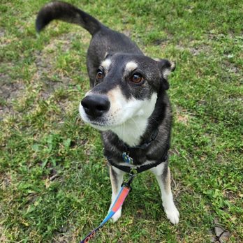 Haymarket Hounds - Jackson is such a sweetheart and SO CUTE!! - Dog Walkers Near Me - Chicago, Illinois Haymarket Hounds - Jackson is such a sweetheart and SO CUTE!! - Dog Walkers Near Me - Chicago, Illinois