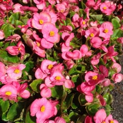 Westwood Garden Nursery
