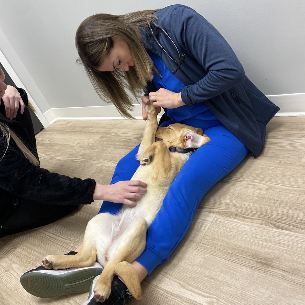 Goodvets - Dr. Call examining Benelli, on the floor... So lovingly, she fell asleep! - Veterinarians Near Me - Apex, North Carolina Goodvets - Dr. Call examining Benelli, on the floor... So lovingly, she fell asleep! - Veterinarians Near Me - Apex, North Carolina