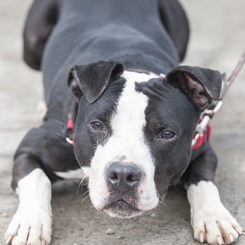 Dutchess County SPCA - Animal Shelters Near Me - Hyde Park, New York