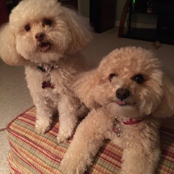 A Fancy Pup Pet Grooming - Pet Groomers Near Me - Concord, North Carolina