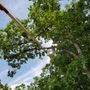 Photo of Amazing Tree Services