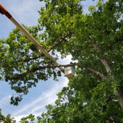 Amazing Tree Services
