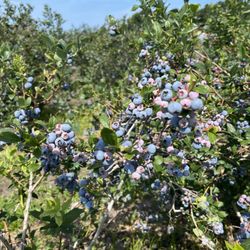Crossroads Blueberry Market - U-Pick