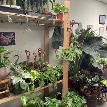 Fresh Indoor Plants - Indoor Landscaping Near Me - Ontario, California