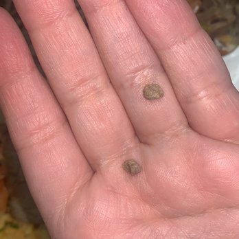 Taqueria Don Jorge - Two tiny rocks in my food - Mexican Near Me - Bellflower, California