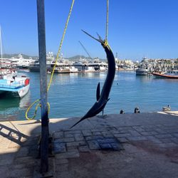 Sushi Time - Black marlin