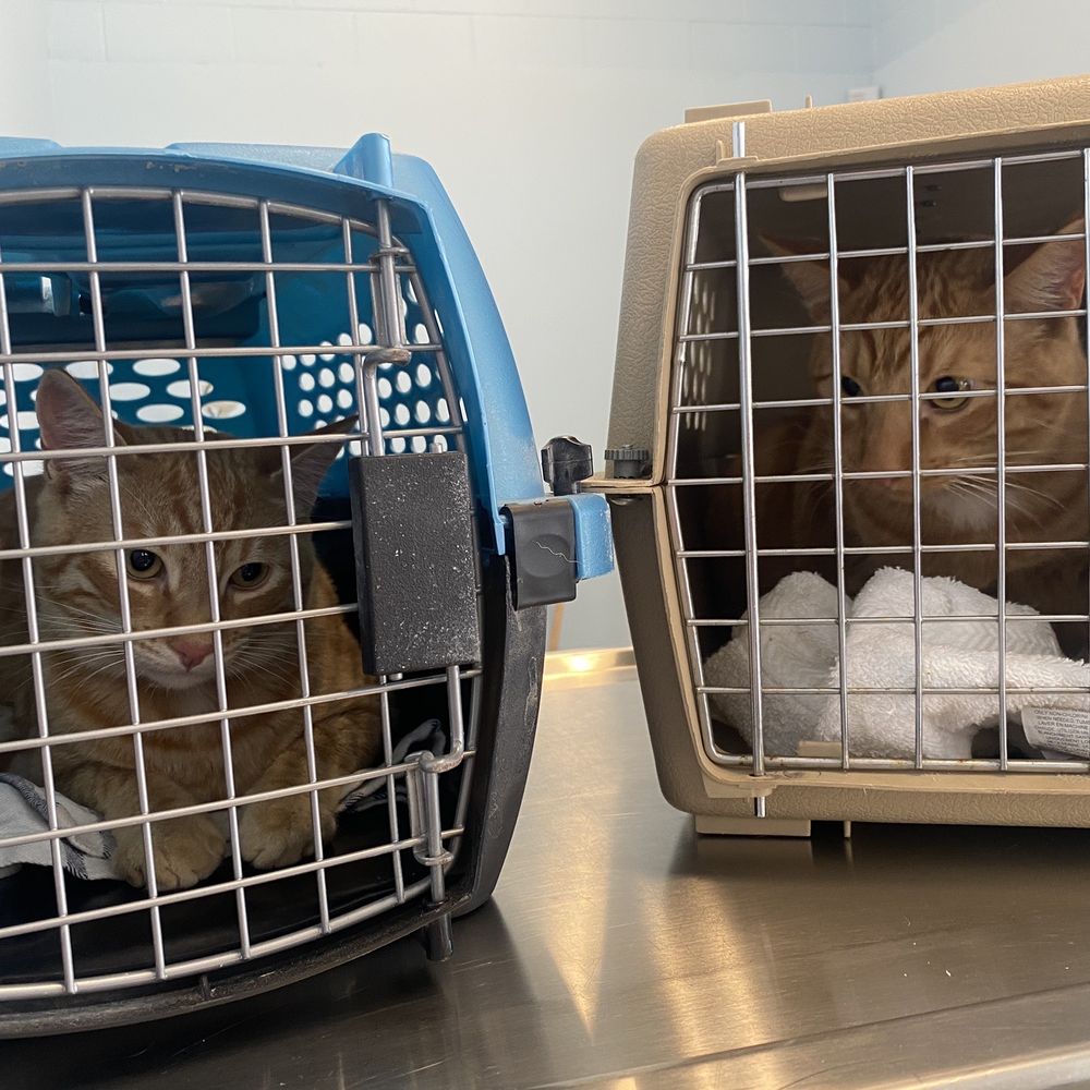 Kitten check! Kitten check!