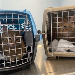 Kitten check! Kitten check!