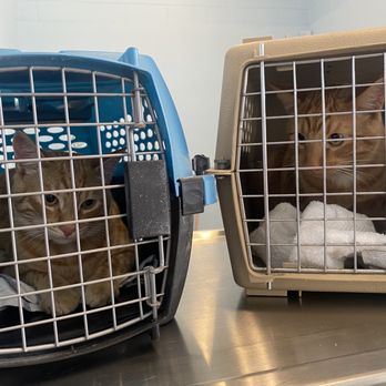 La Plaza Veterinary Clinic - Kitten check! - Veterinarians Near Me - Cotati, California La Plaza Veterinary Clinic - Kitten check! - Veterinarians Near Me - Cotati, California