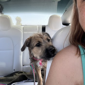 Camp Run-A-Mutt San Marcos - Are we going to Camp?!? - Pet Training Near Me - San Marcos, California Camp Run-A-Mutt San Marcos - Are we going to Camp?!? - Pet Training Near Me - San Marcos, California