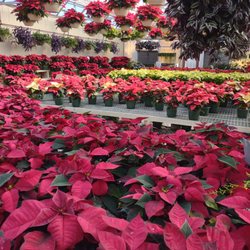 Frysville Farms - More poinsettias!