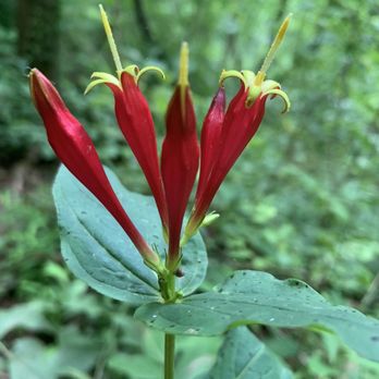 House Mountain State Park - Parks Near Me