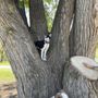 Photo of Braeburn Dog Park