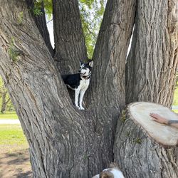 Braeburn Dog Park - Tags