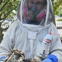 Photo of Cleveland Bee Removal