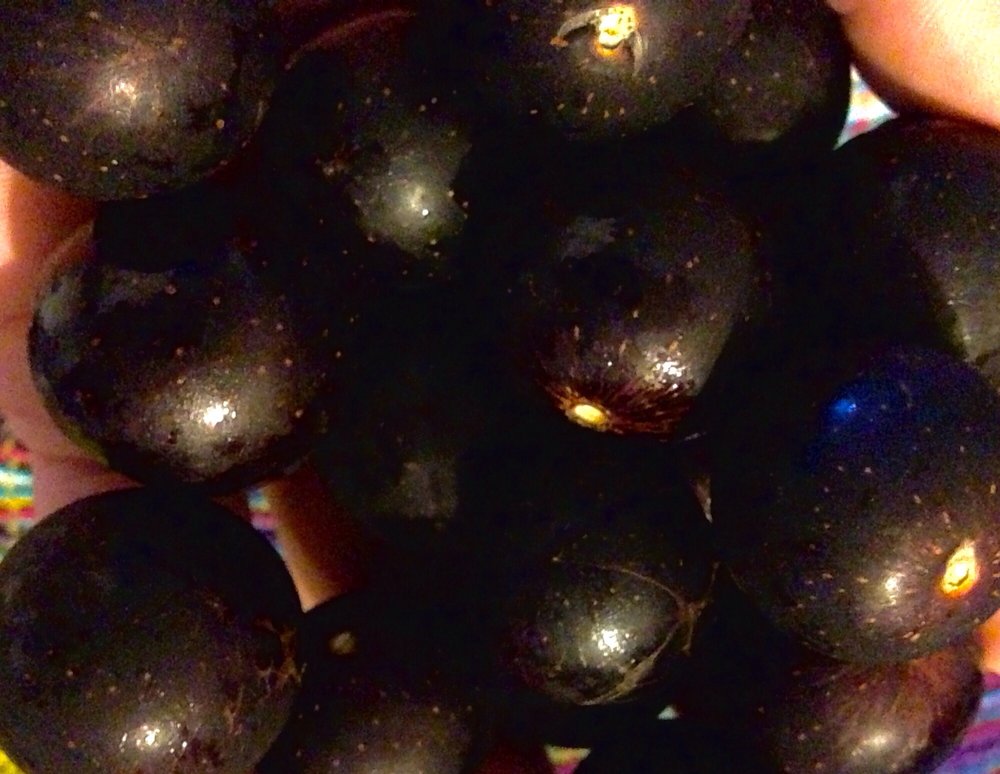 BARRETT’S PRODUCE Updated September 2024 825 S Main St, Wake Forest