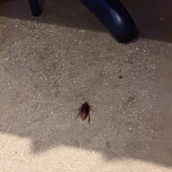 Buffalo Wild Wings - Found a cockroach in the dining area here at Buffalo Wild Wings. Wouldn't recommend coming back here again. - Chicken Wings Near Me - Keller, Texas