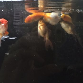 Walmart - Don't know how well that filter is going to work with a crowd of dead fish stuck to it.... - Department Stores Near Me - Waipahu, Hawaii Walmart - Don't know how well that filter is going to work with a crowd of dead fish stuck to it.... - Department Stores Near Me - Waipahu, Hawaii