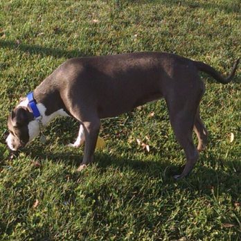 Lodi Veterinary Hospital - See she has grown into a beautiful lady. Thank you Dr. Dornton. Your the Best. - Veterinarians Near Me - Lodi, California Lodi Veterinary Hospital - See she has grown into a beautiful lady. Thank you Dr. Dornton. Your the Best. - Veterinarians Near Me - Lodi, California