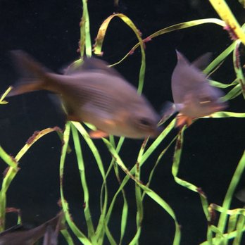 Seattle Aquarium - Aquariums Near Me - Seattle, Washington Seattle Aquarium - Aquariums Near Me - Seattle, Washington