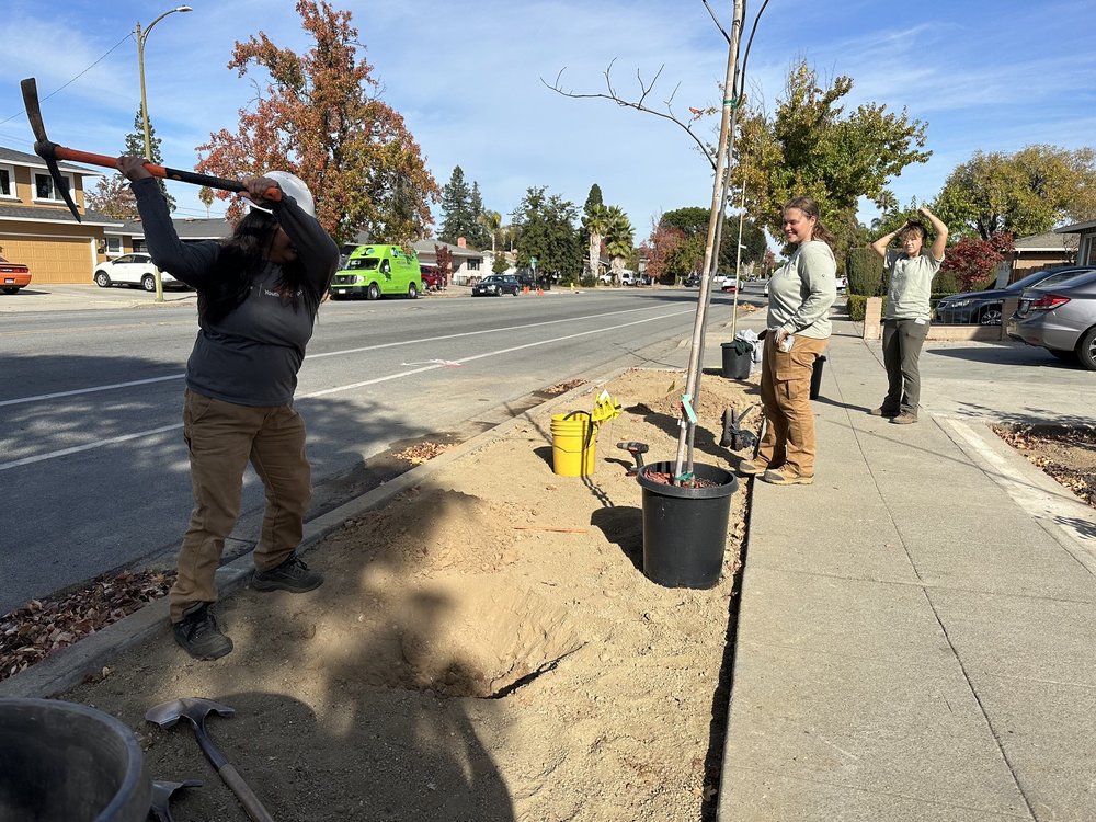 Our City Forest - tree service in San Jose, CA