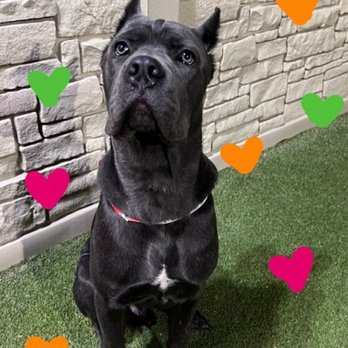 K9 Resorts - Chandler - One of the daily photos they posted on their Instagram while he was in there care - Pet Boarding Near Me - Chandler, Arizona K9 Resorts - Chandler - One of the daily photos they posted on their Instagram while he was in there care - Pet Boarding Near Me - Chandler, Arizona