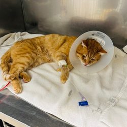 Union City Veterinary Medical Center & Emergency Clinic