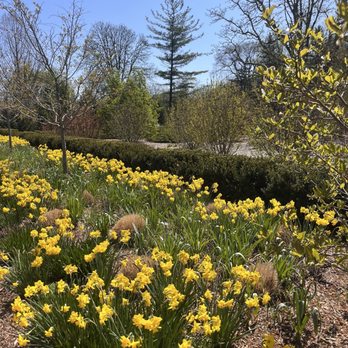 Cantigny - A garden scene featuring yellow flowers, leafless and leafy trees, and a bright blue sky, likely in spring. - Museums Near Me - Wheaton, Illinois