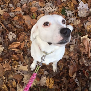 Mutt On The Move - Chrissy - Dog Walkers Near Me