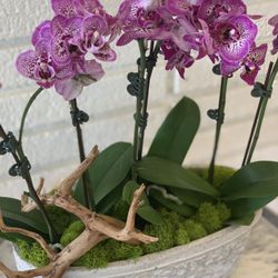 Plants By The Sea
