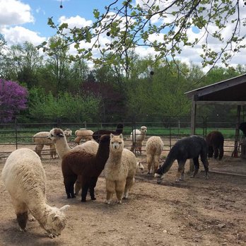 Breezy Hill Farm - Alpacas - Attraction Farms Near Me - Woodbine, Maryland