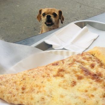 Pizza Gyro Grill - a dog looking at a slice of pizza - Pizza Near Me - Brooklyn, New York Pizza Gyro Grill - a dog looking at a slice of pizza - Pizza Near Me - Brooklyn, New York